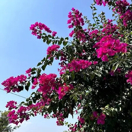 Oktapolis Dalaman
